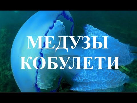 Медузы на море Кобулети  ქობულეთი  Аджария Грузия